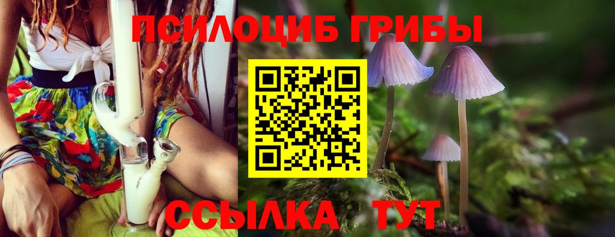 Галлюциногенные грибы Psilocybine cubensis Санкт-Петербург